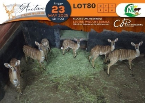 6 X Nyala V/F:6 Morgan Trading (Per Piece to take the lot/Per stuk om lot te neem)