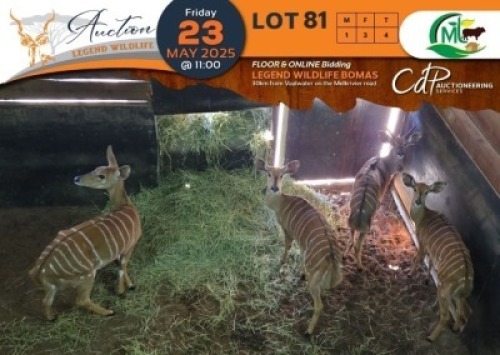 4 X Nyala M:1 V/F:3 Morgan Trading (Per Piece to take the lot/Per stuk om lot te neem)