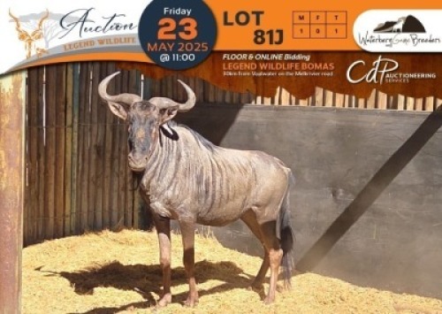 1 X Blue Wildebeest M:1 Waterberg Game Breeders
