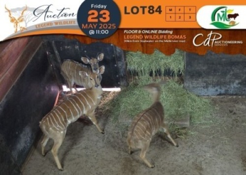 3 X Nyala M:1 V/F:2 Morgan Trading (Per Piece to take the lot/Per stuk om lot te neem)