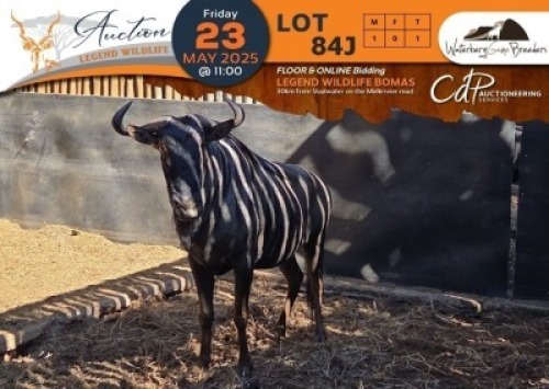 1 X Blue Wildebeest M:1 Waterberg Game Breeders