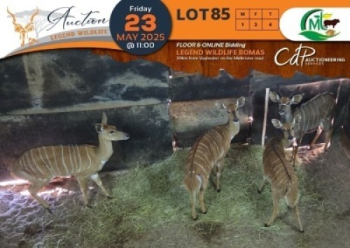 4 X Nyala M:1 V/F:3 Morgan Trading (Per Piece to take the lot/Per stuk om lot te neem)