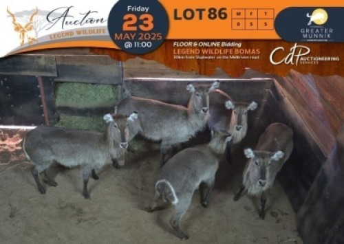 5 X Waterbuck V/F:5 Greater Munnik Conservancies Plaas: Dikgale (Per Piece to take the lot/Per stuk om lot te neem)