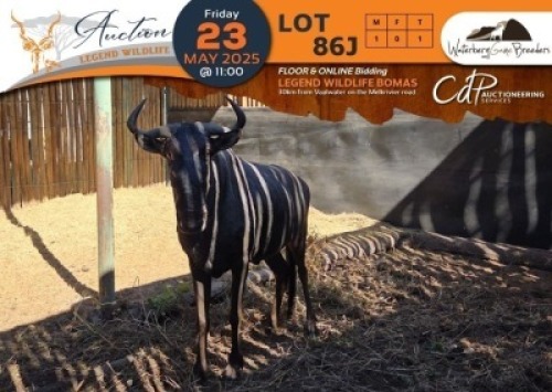 1 X Blue Wildebeest M:1 Waterberg Game Breeders