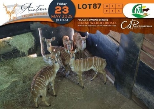 4 X Nyala V/F:4 Morgan Trading (Per Piece to take the lot/Per stuk om lot te neem)