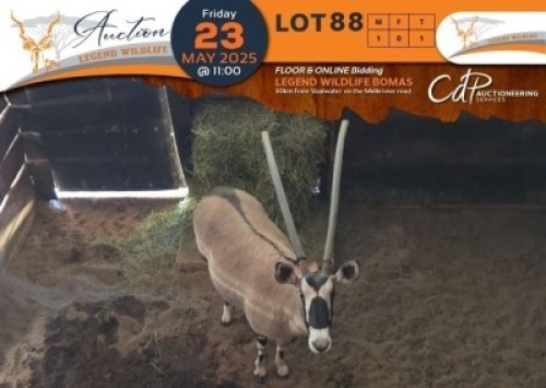 1 X Oryx V/F:1 Legend Wildlife