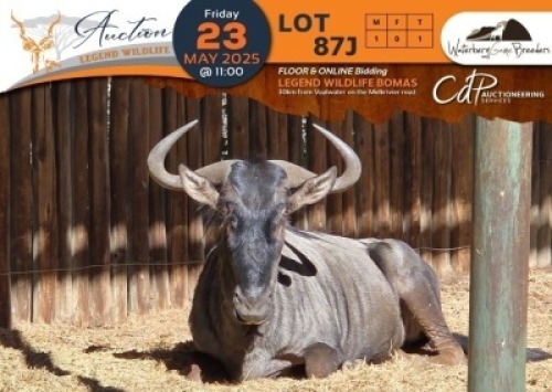 1 X Blue Wildebeest M:1 Waterberg Game Breeders