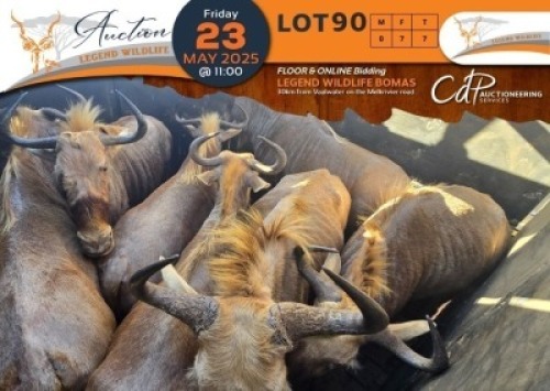 7 X Golden Gnu V/F:7 Legend Wildlife (Per Piece to take the lot/Per stuk om lot te neem)