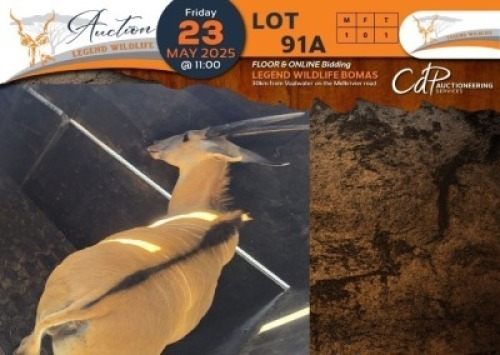 1 X Livingstone Eland M:1 Legend Wildlife
