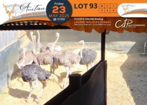 6 X Volstruis M:2 V/F:4 Legend Wildlife (Per Piece to take the lot/Per stuk om lot te neem)