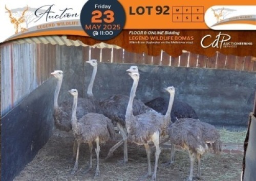 6 X Volstruis M:1 V/F:5 Legend Wildlife (Per Piece to take the lot/Per stuk om lot te neem)