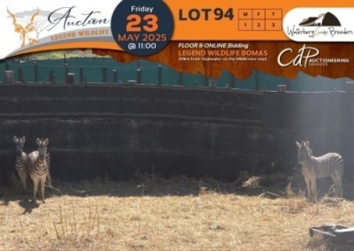 3 X Zebra M:1 V/F:2 Waterberg Game Breeders (Per Piece to take the lot/Per stuk om lot te neem)