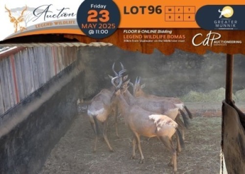 4 X Red Hartebeest V/F:4 Greater Munnik Conservancies Plaas: Bloemtuin (Per Piece to take the lot/Per stuk om lot te neem)