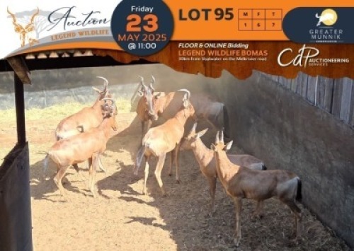 7 X Red Hartebeest M:1 V/F:6 Greater Munnik Conservancies Plaas: Bloemtuin (Per Piece to take the lot/Per stuk om lot te neem)