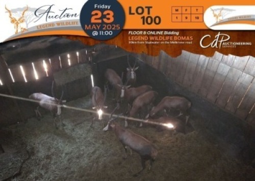 10 X Blesbuck M:1 V/F:9 Legend Wildlife (Per Piece to take the lot/Per stuk om lot te neem)