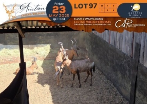 4 X Red Hartebeest M:1 V/F:3 Greater Munnik Conservancies Plaas: Bloemtuin (Per Piece to take the lot/Per stuk om lot te neem)