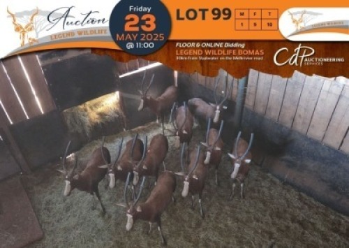 10 X Blesbuck M:1 V/F:9 Legend Wildlife (Per Piece to take the lot/Per stuk om lot te neem)