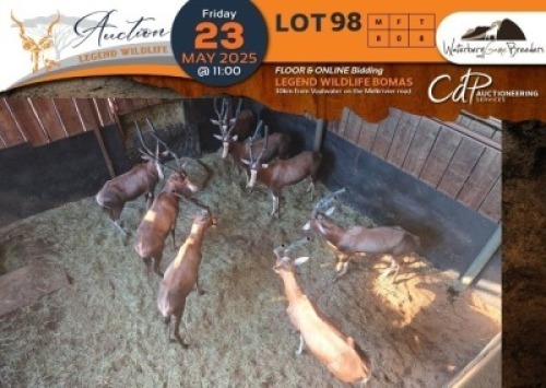 8 X Blesbuck M:8 Waterberg Game Breeders (Per Piece to take the lot/Per stuk om lot te neem)