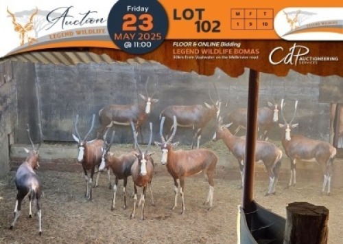 10 X Blesbuck M:1 V/F:9 Legend Wildlife (Per Piece to take the lot/Per stuk om lot te neem)