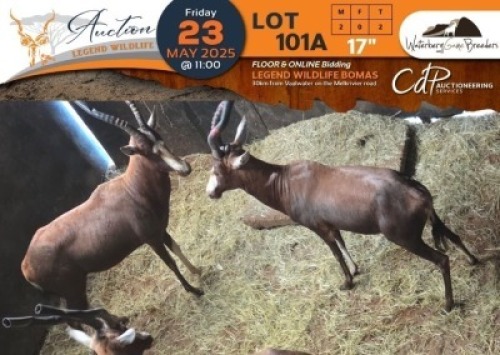 2 X Blesbuck M:2 Waterberg Game Breeders (Per Piece to take the lot/Per stuk om lot te neem)