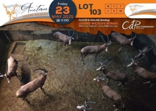 10 X Blesbuck M:1 V/F:9 Legend Wildlife (Per Piece to take the lot/Per stuk om lot te neem)