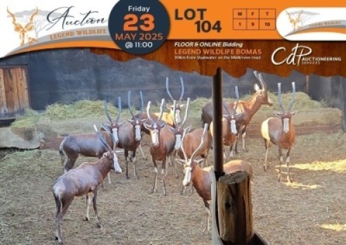 10 X Blesbuck M:1 V/F:9 Legend Wildlife (Per Piece to take the lot/Per stuk om lot te neem)