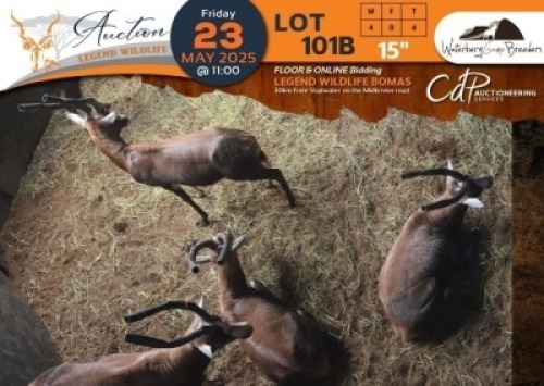 4 X Blesbuck M:4 Waterberg Game Breeders (Per Piece to take the lot/Per stuk om lot te neem)