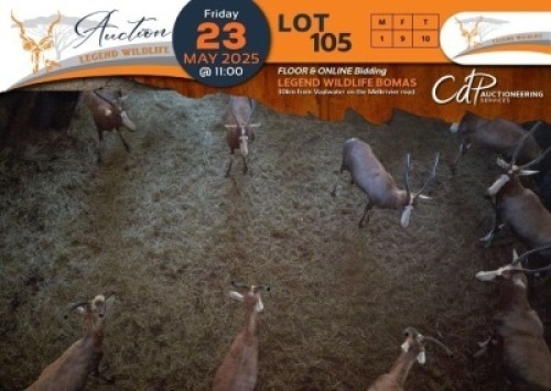10 X Blesbuck M:1 V/F:9 Legend Wildlife (Per Piece to take the lot/Per stuk om lot te neem)