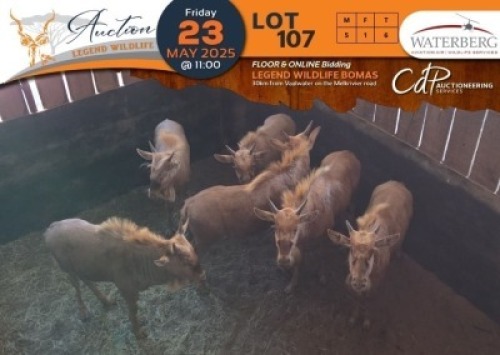 6 X Golden Gnu M:5 V/F:1 Waterberg Aviation Air (Per Piece to take the lot/Per stuk om lot te neem)
