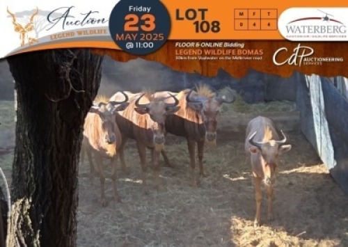 4 X Golden Gnu V/F:4 Waterberg Aviation Air (Per Piece to take the lot/Per stuk om lot te neem)
