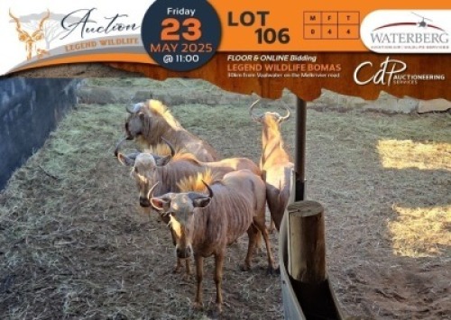 4 X Golden Gnu V/F:4 Waterberg Aviation Air (Per Piece to take the lot/Per stuk om lot te neem)