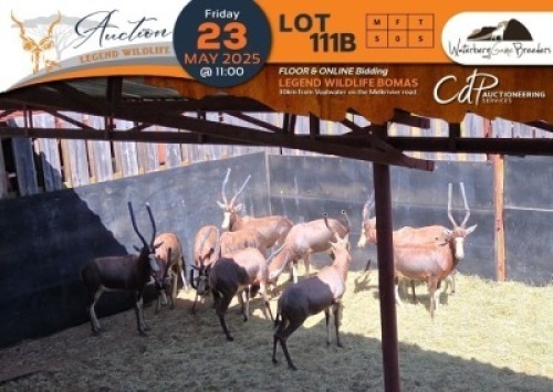 5 X Blesbuck M:5 Waterberg Game Breeders (Per Piece to take the lot/Per stuk om lot te neem)