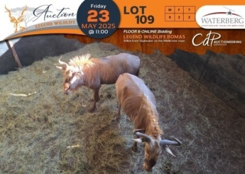 2 X Golden Gnu V/F:2 Waterberg Aviation Air (Per Piece to take the lot/Per stuk om lot te neem)