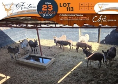 9 X Donkey M:2 V/F:7 Legend Wildlife (Per Piece to take the lot/Per stuk om lot te neem)