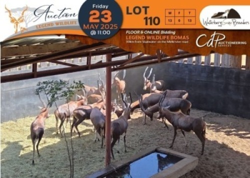 13 X Blesbuck M:13 Waterberg Game Breeders (Per Piece to take the lot/Per stuk om lot te neem)