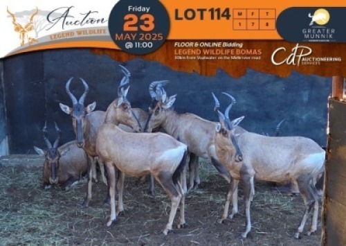 CAMP A1 - 7 X Red Hartebeest M:1 V/F:6 Greater Munnik Conservancies Plaas: Bloemtuin (Per Piece to take the lot/Per stuk om lot te neem)