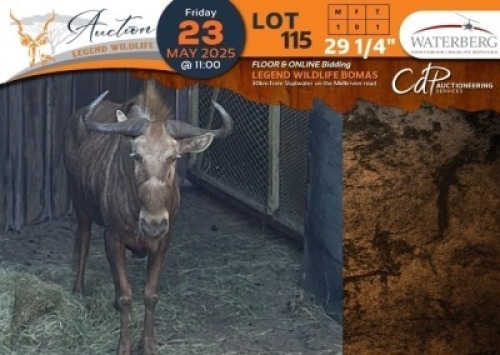 CAMP A2 - 1 X 29 1/4" Golden Gnu M:1 Waterberg Aviation Air