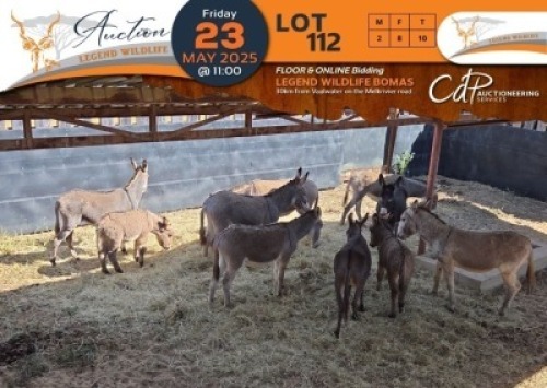 10 X Donkey M:2 V/F:8 Legend Wildlife (Per Piece to take the lot/Per stuk om lot te neem)