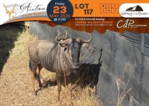 CAMP A4 - 1 X Blue Wildebeest M:1 Waterberg Game Breeders