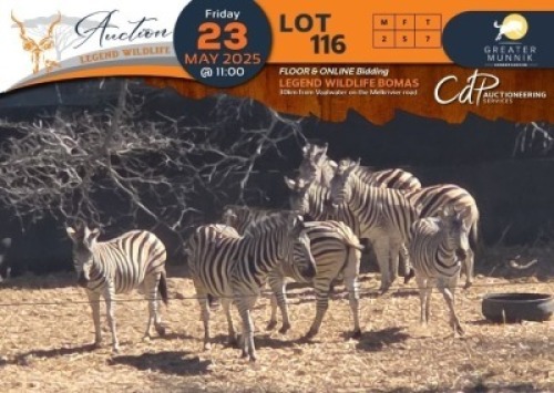 CAMP A3 - 7 X Zebra M:2 V/F:5 Greater Munnik Conservancies Plaas: Bloemtuin (Per Piece to take the lot/Per stuk om lot te neem)