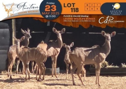 CAMP A5 - 6 X Kudu V/F:6 Greater Munnik Conservancies Plaas: Dikgale (Per Piece to take the lot/Per stuk om lot te neem)