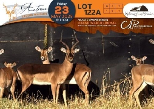CAMP A9.1 - 1 X Saddleback Impala M:1 Waterberg Game Breeders