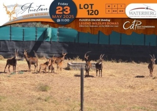 CAMP A7 - 6+4 X Sable V/F:6+4 Waterberg Aviation Air (Per Piece to take the lot/Per stuk om lot te neem)