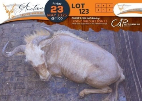 CAMP A10 - 1 X Golden Kings Wildebeest V/F:1 Legend Wildlife
