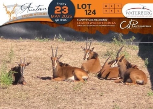 CAMP A11 - 5 X Sable V/F:5 Waterberg Aviation Air (Per Piece to take the lot/Per stuk om lot te neem)