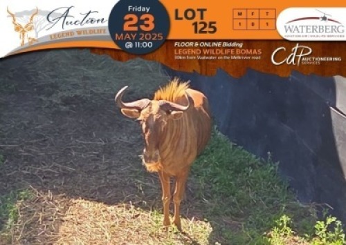 CAMP A12 - 1 X Golden Gnu M:1 Waterberg Aviation Air