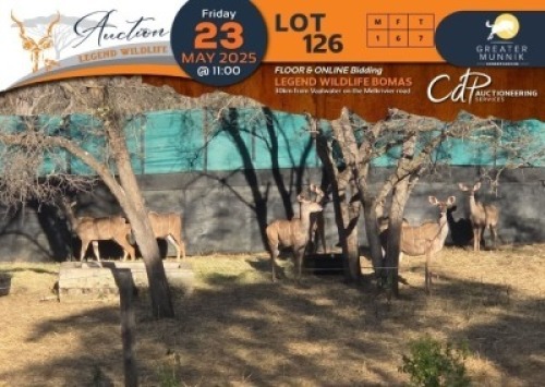 CAMP B1 - 7 X Kudu M:1 V/F:6 Greater Munnik Conservancies Plaas: Dikgale (Per Piece to take the lot/Per stuk om lot te neem)