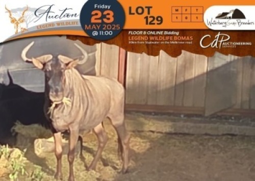 CAMP B4 - 1 X Blue Wildebeest M:1 Waterberg Game Breeders