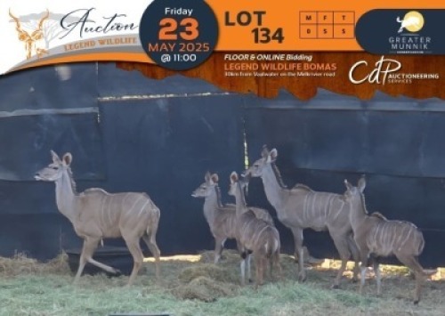 CAMP B9 - 5 X Kudu V/F:5 Greater Munnik Conservancies Plaas: Dikgale (Per Piece to take the lot/Per stuk om lot te neem)