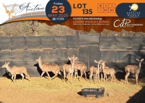CAMP B10 - 6+1 X Kudu M:1 V/F:5+1 Greater Munnik Conservancies Plaas: Dikgale (Per Piece to take the lot/Per stuk om lot te neem)